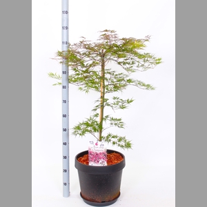 ACER PALMATUM