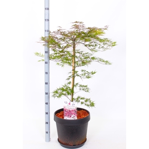 ACER PALMATUM