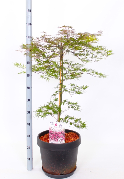 <h4>ACER PALMATUM</h4>