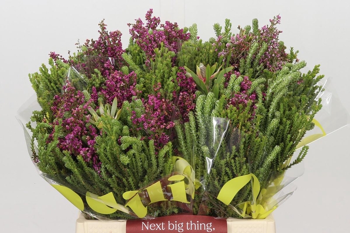 <h4>BQ Cape Greenmix</h4>