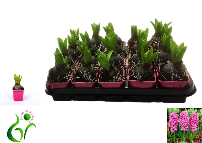 <h4>HYACIN PINK PEARL</h4>