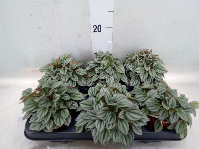 <h4>Peperomia  'Napoli Nights'</h4>