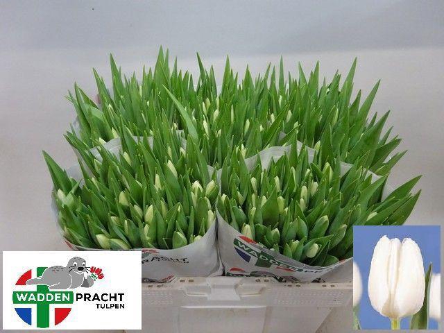 <h4>TU EN SILVER DOLLAR</h4>