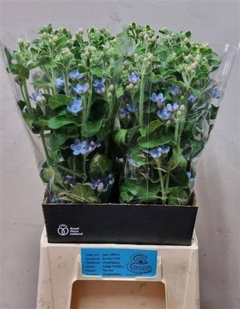 Oxy Co Tan Pure Blu
