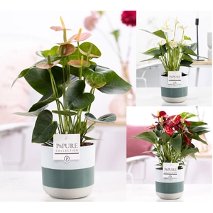 Anthurium mix in P&PURE Lauren ceramics