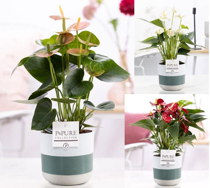 <h4>Anthurium mix in P&PURE Lauren ceramics</h4>