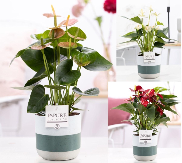 <h4>Anthurium mix in P&PURE Lauren ceramics</h4>