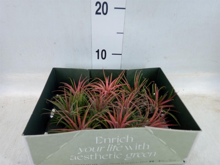 <h4>Tillandsia</h4>
