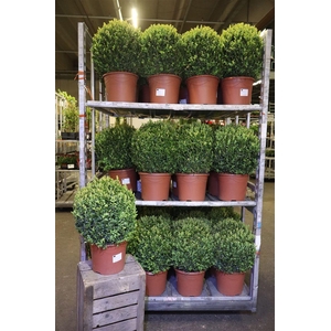 arr8 Buxu Sempervirens