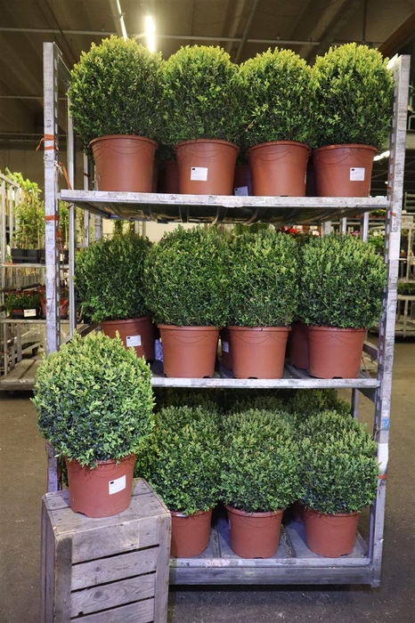 <h4>Buxu Sempervirens</h4>