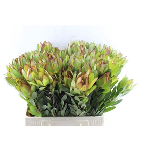 Leucad Saf Goldstrik