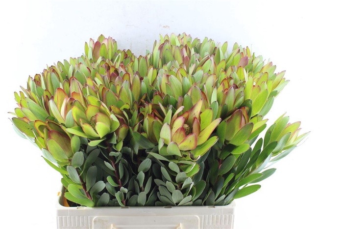 <h4>Leucad Saf Goldstrik</h4>