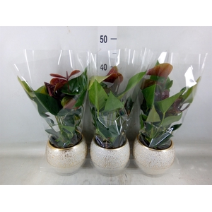 Anthurium andr. 'Essencia'