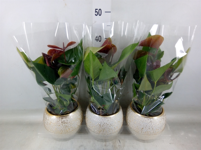<h4>Anthurium andr. 'Essencia'</h4>