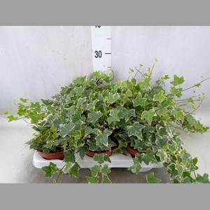 Hedera helix 'Eva'