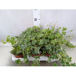 Hedera helix 'Eva'