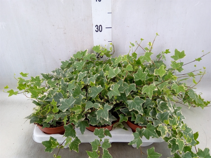 <h4>Hedera helix 'Eva'</h4>