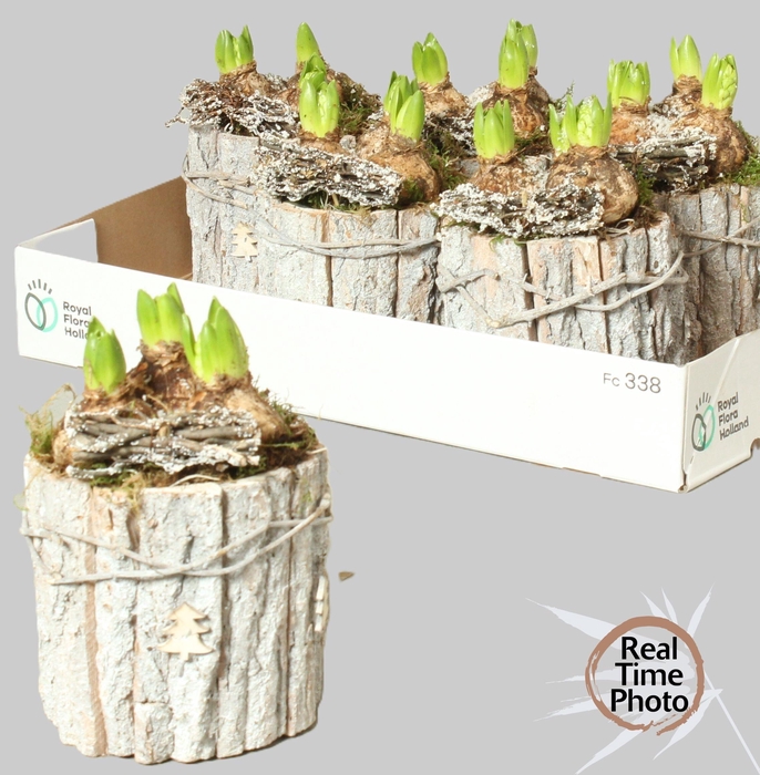 <h4>ARR HYACINTH</h4>