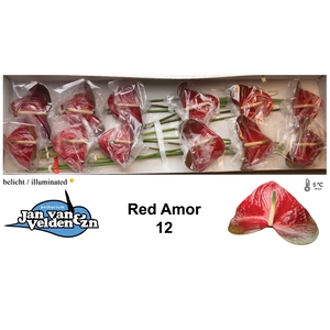 Anthurium Red Amor