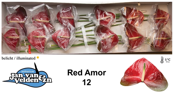 Anthurium Red Amor