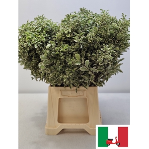 PITTOSPORUM PB SILVER QUEEN