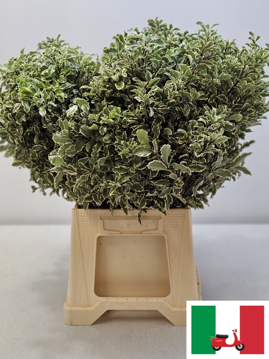 <h4>PITTOSPORUM PB SILVER QUEEN</h4>