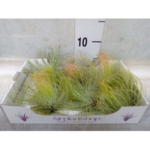 Tillandsia