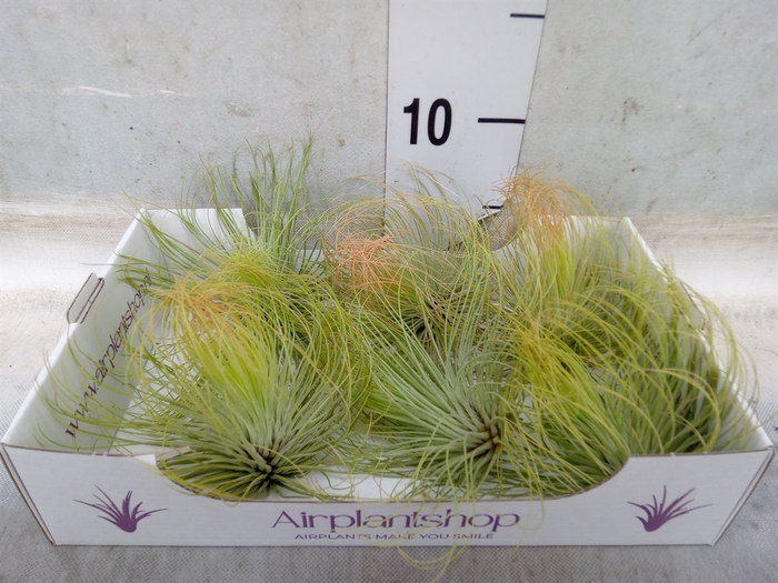 <h4>Tillandsia</h4>