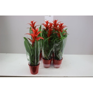 Guzmania Allura Keramiek