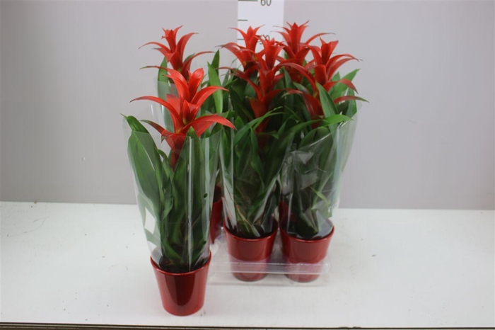 <h4>Guzmania Allura Keramiek</h4>
