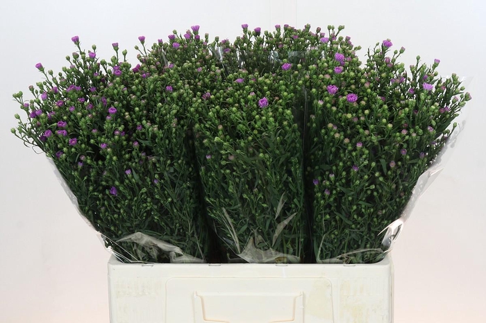 <h4>Aster Casarosa</h4>