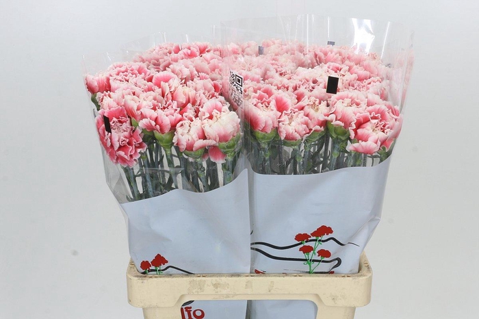 <h4>Dianthus St Hugo</h4>