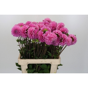 Dahlia Sweet Fabienne