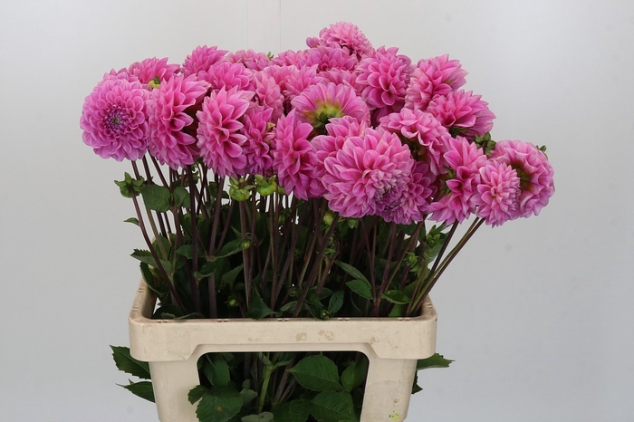 <h4>Dahlia Sweet Fabienne</h4>