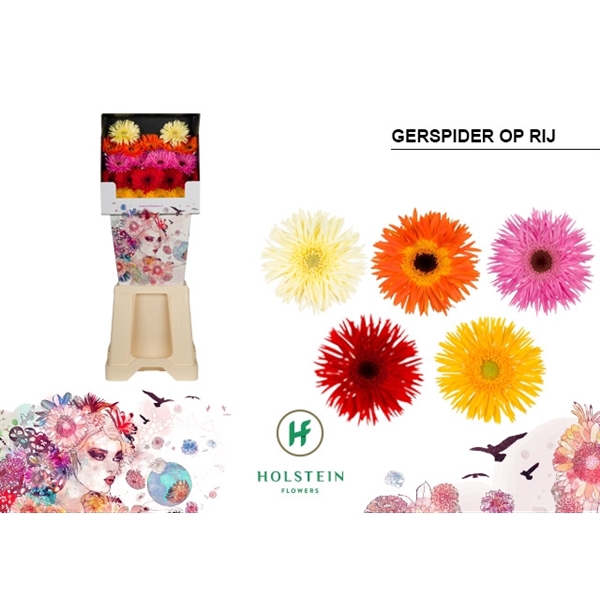 <h4>Ge Mi Mix Spider In Line Diamond Holstein</h4>