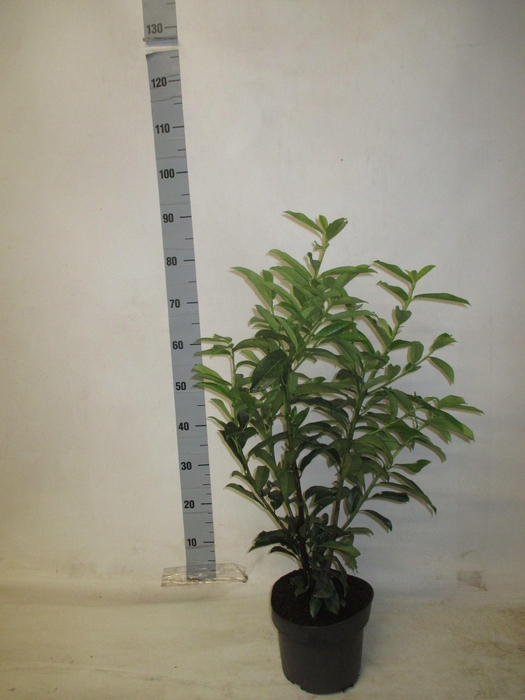 <h4>PRUN LA REYNVAANII</h4>