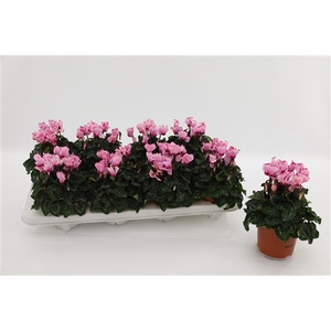 Cyclaam Victoria Pink