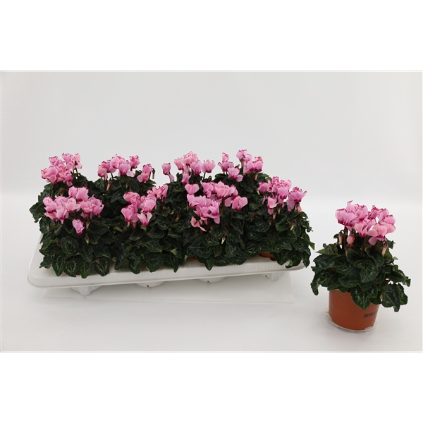<h4>Cyclaam Victoria Pink</h4>