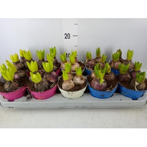Hyacinthus orie.   ...mix 3