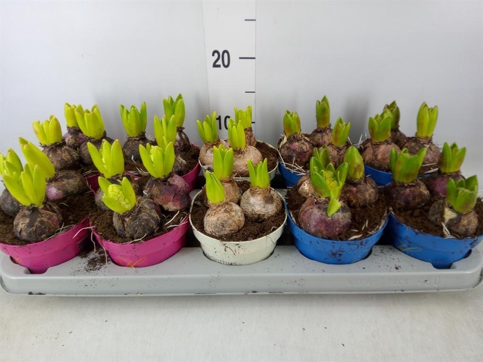 <h4>Hyacinthus orie. ...mix 3</h4>