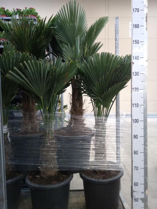 <h4>Trachycarpus wagnerianus</h4>