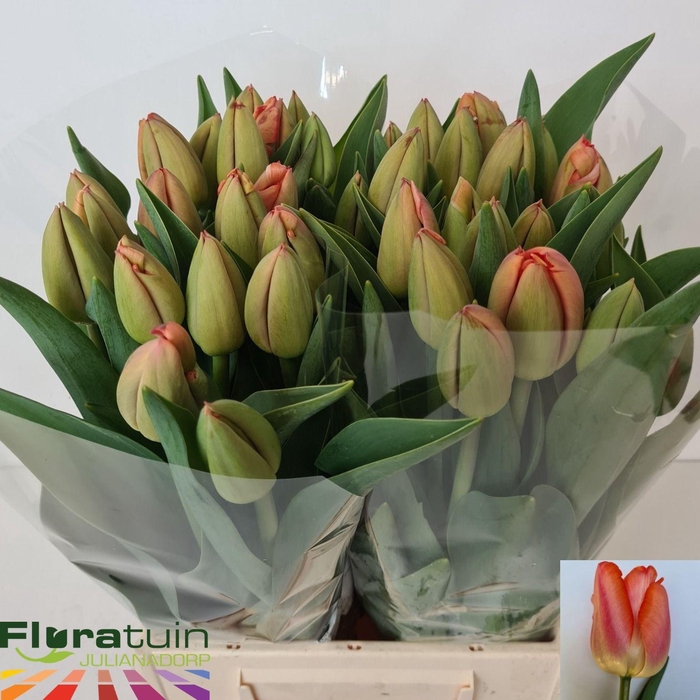 <h4>TU EN ORANGE PRIDE</h4>