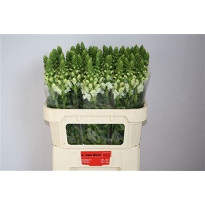 Antirrhinum Antibes White