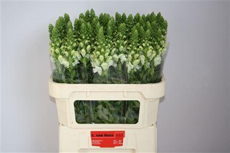 <h4>Antirrhinum Antibes White</h4>