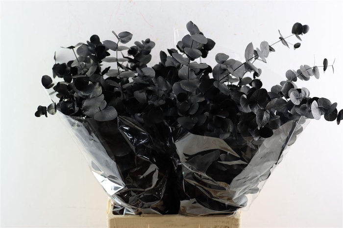 <h4>Euca Cinerea Black P Bunch</h4>