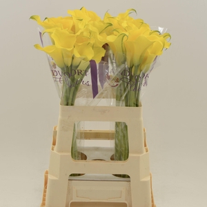 Calla Dutch Gold