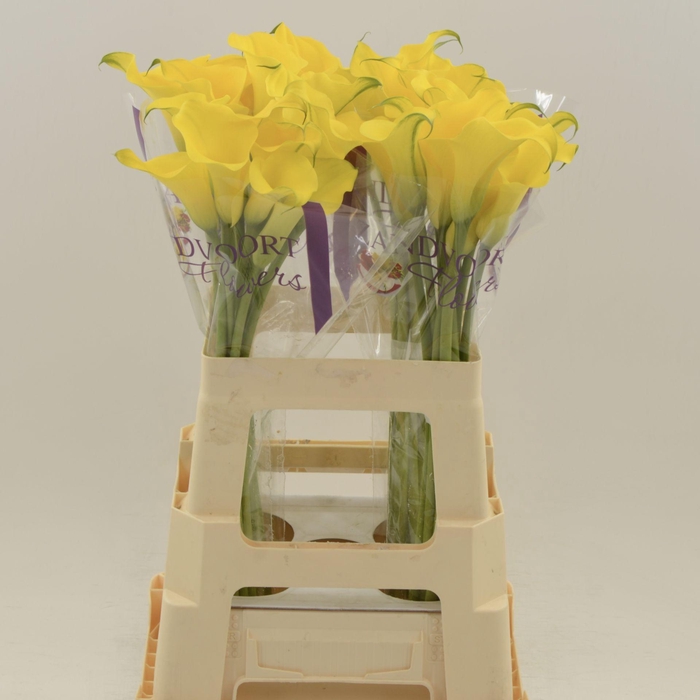 <h4>Calla Dutch Gold</h4>
