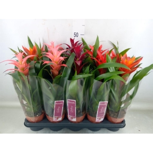 Guzmania   ...mix