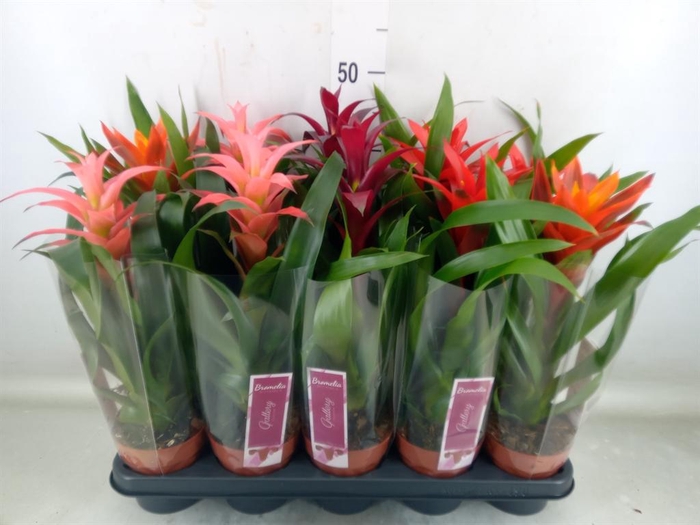 <h4>Guzmania   ...mix</h4>