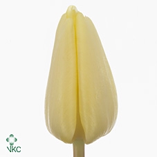 Tulipa si fun for two